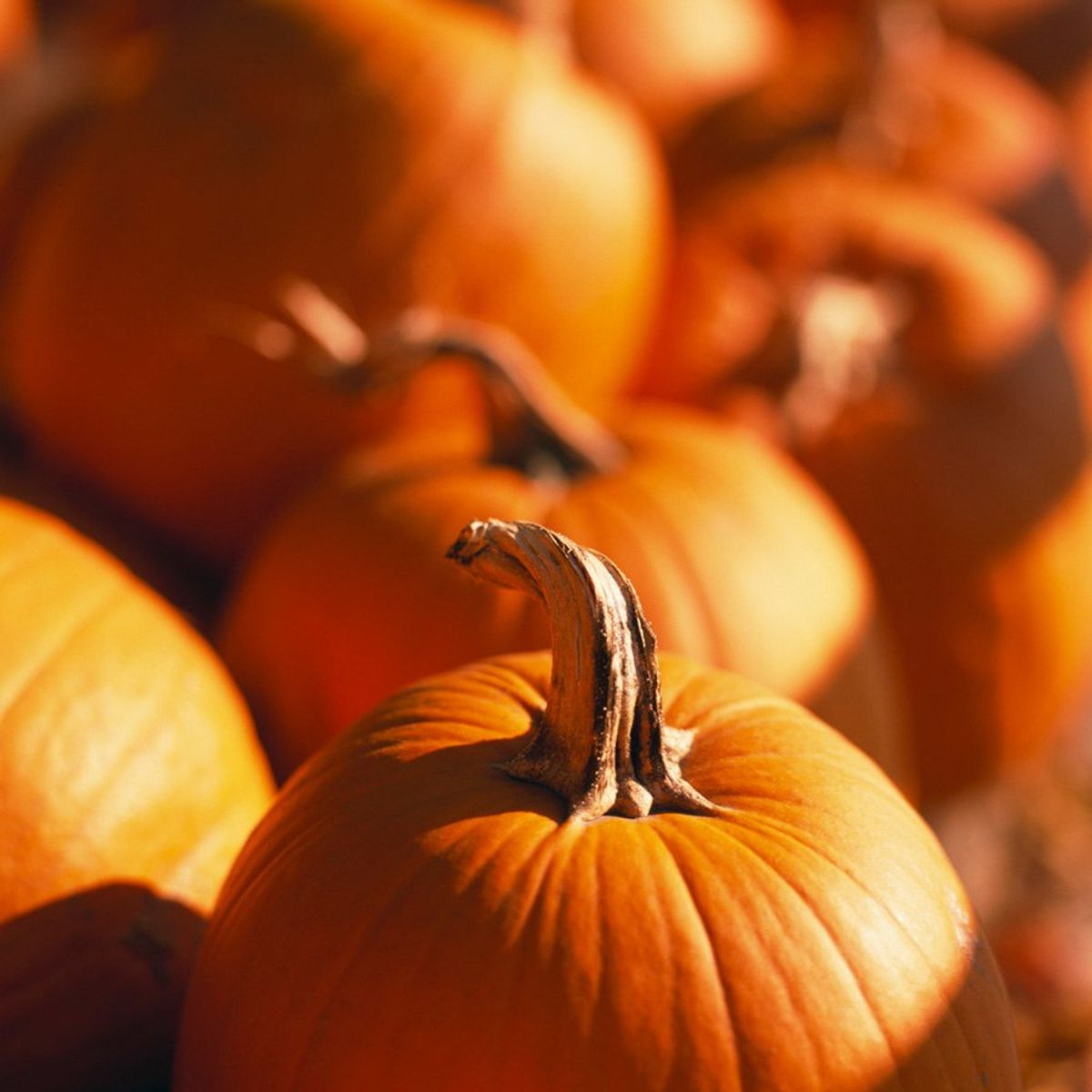 Putting An END To Pumpkin Spice Shaming