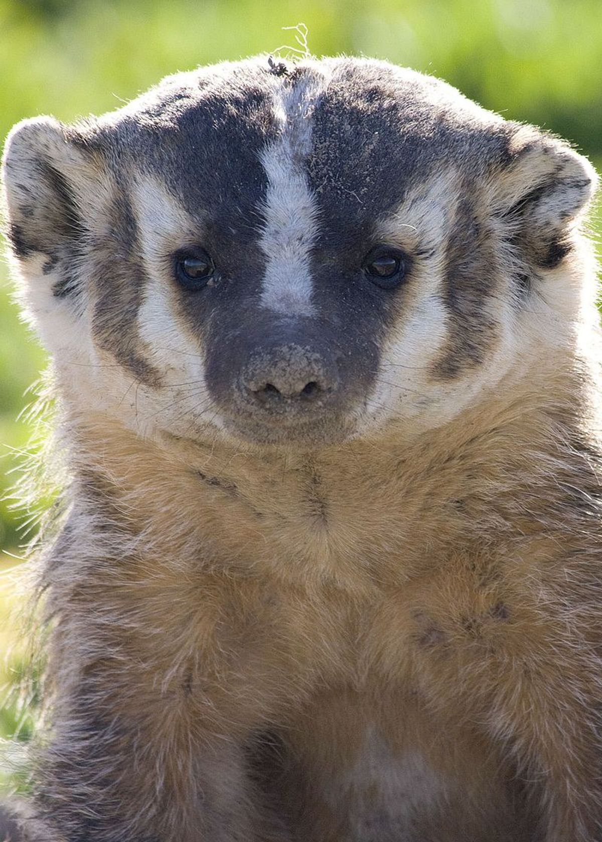 Wisconsin And The Endangered Badger