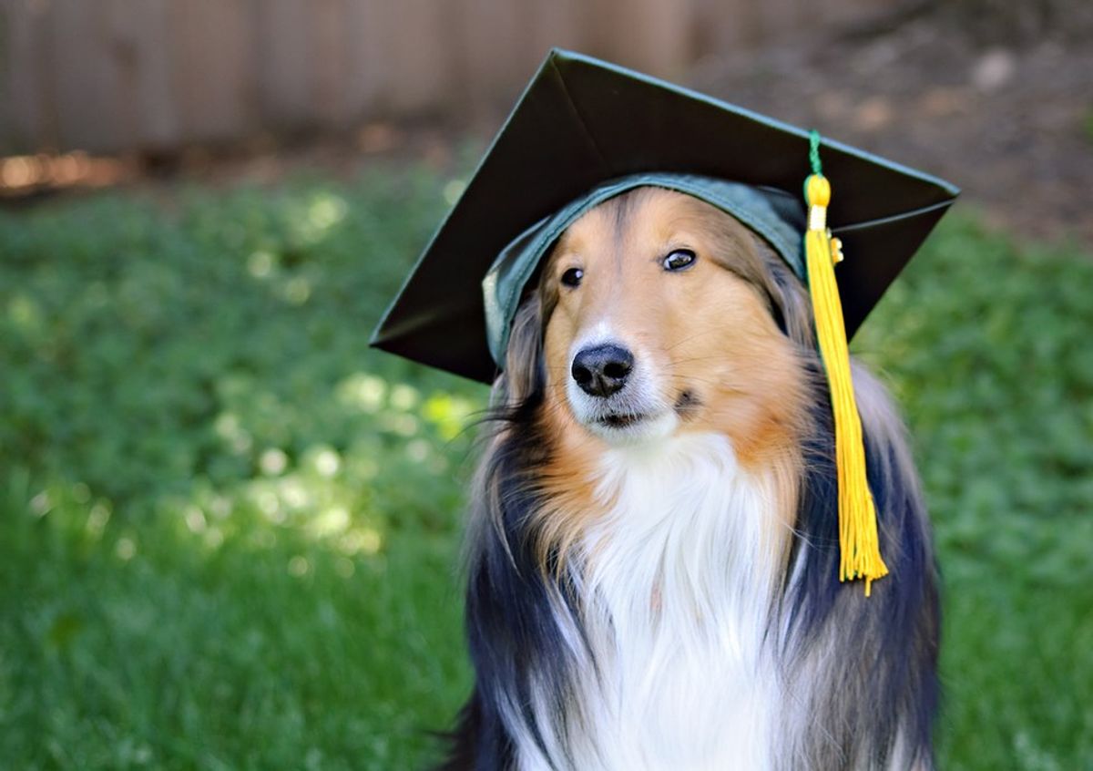 Perks Of Being A Non-Traditional Student - Told By Dogs