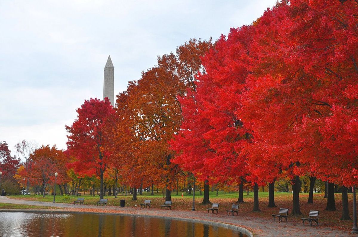 4 Ways To Celebrate The Fall In D.C.