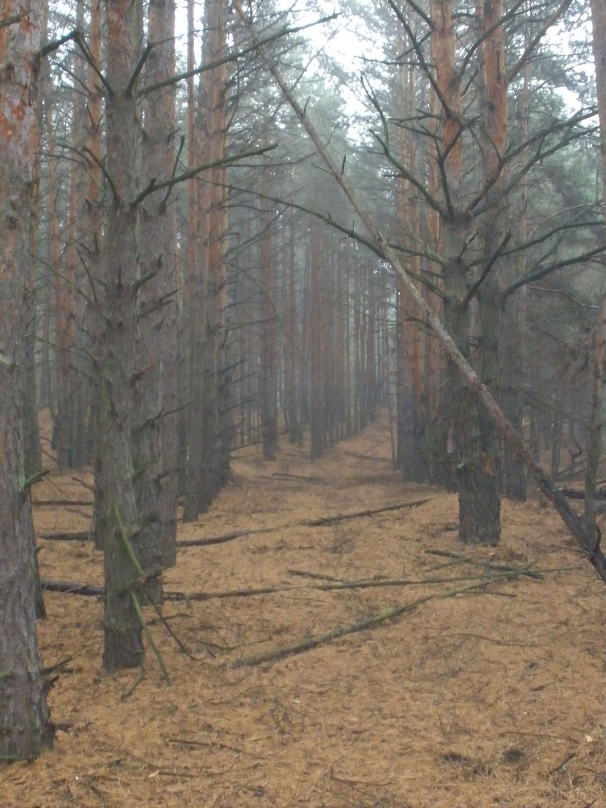 A Moment In The Ukrainian Country