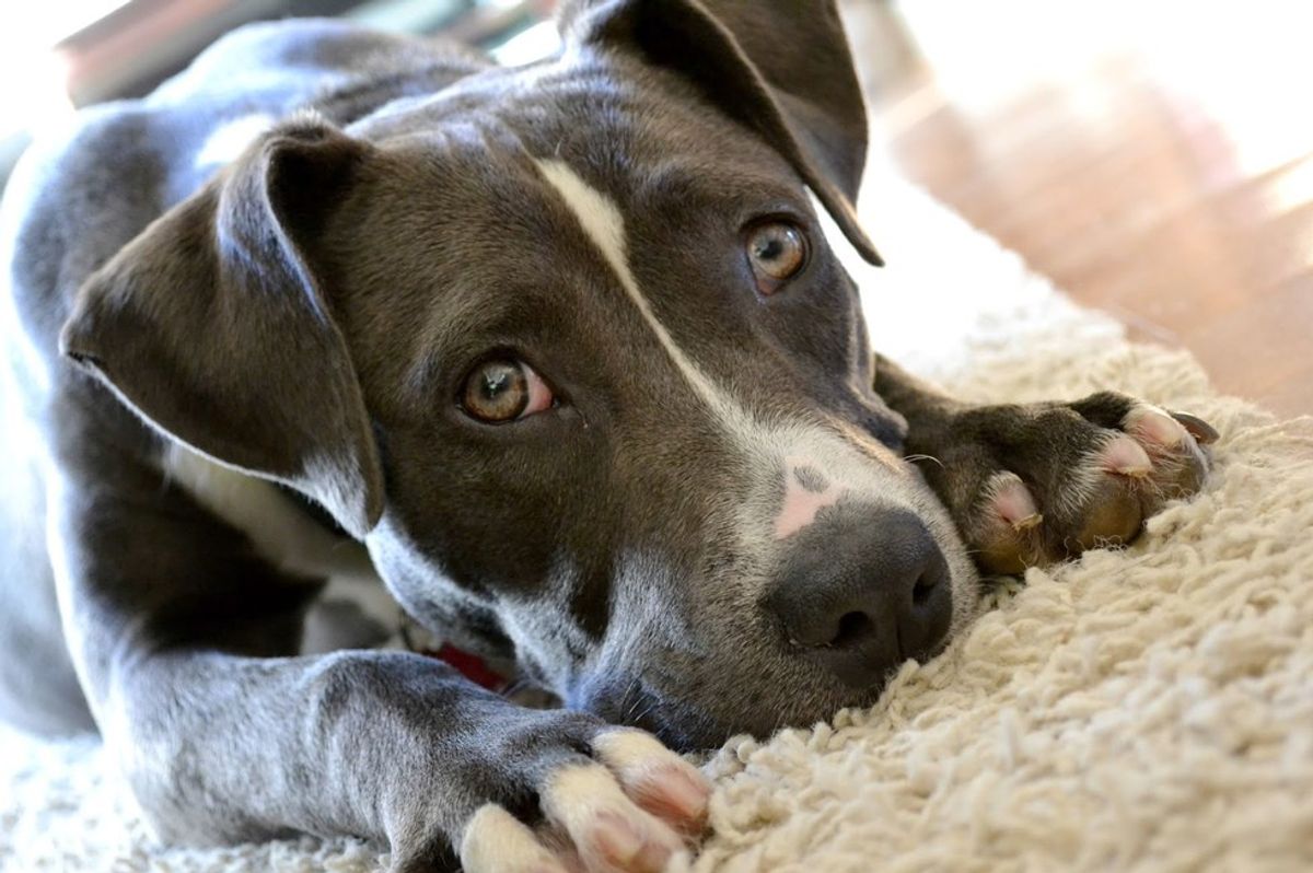 #ShameOnYouMontreal: Stop Euthanizing Pitbulls