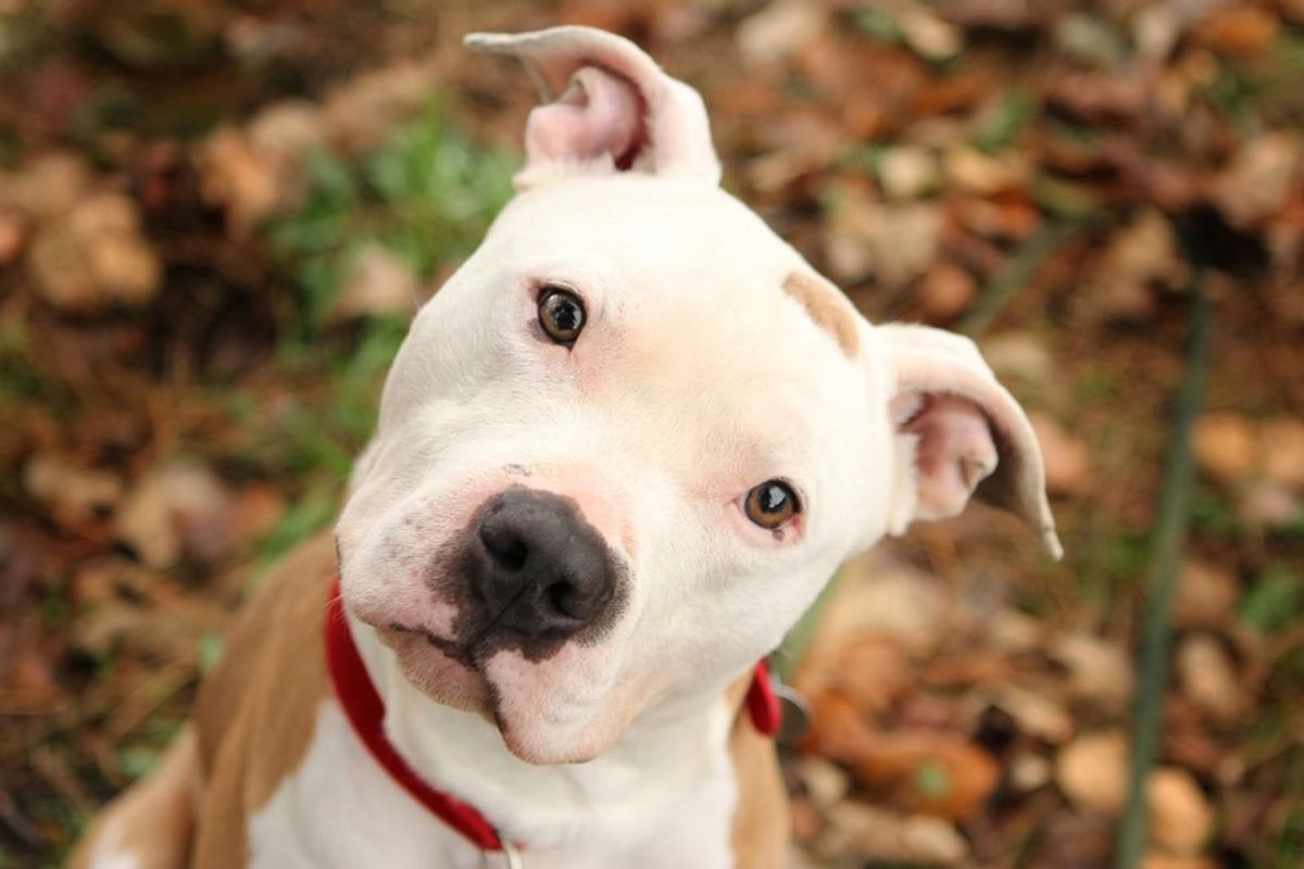 Montreal Bans Pit Bulls Despite Scientific Evidence And Social Media Uproar