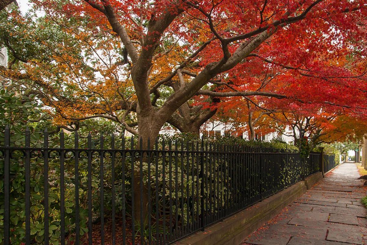 It's Fall, Y'all: The Top 10 Things To Do In Charleston This Fall