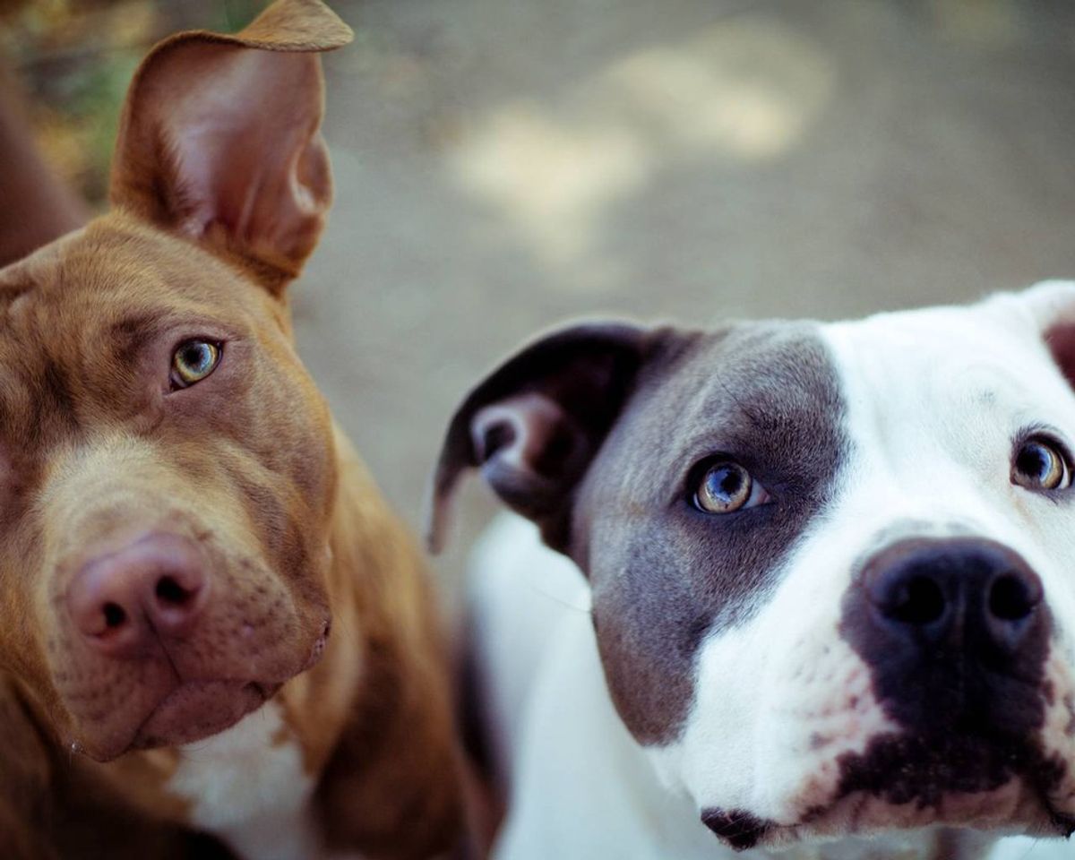 Pitbulls: The Most Misunderstood Dog To Walk The Earth