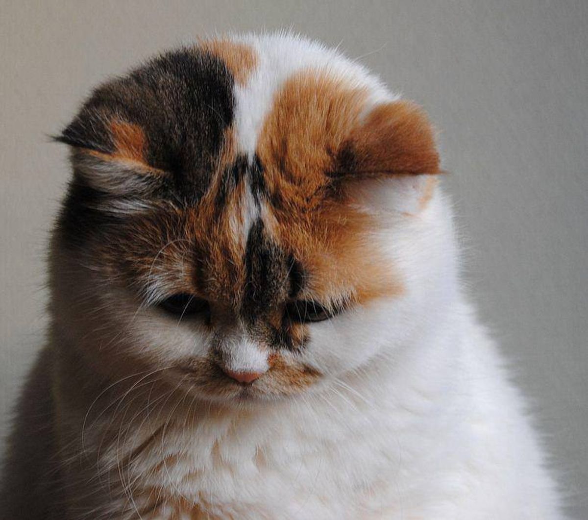 10 Pictures Of Fat Cats To Get You Through This Week