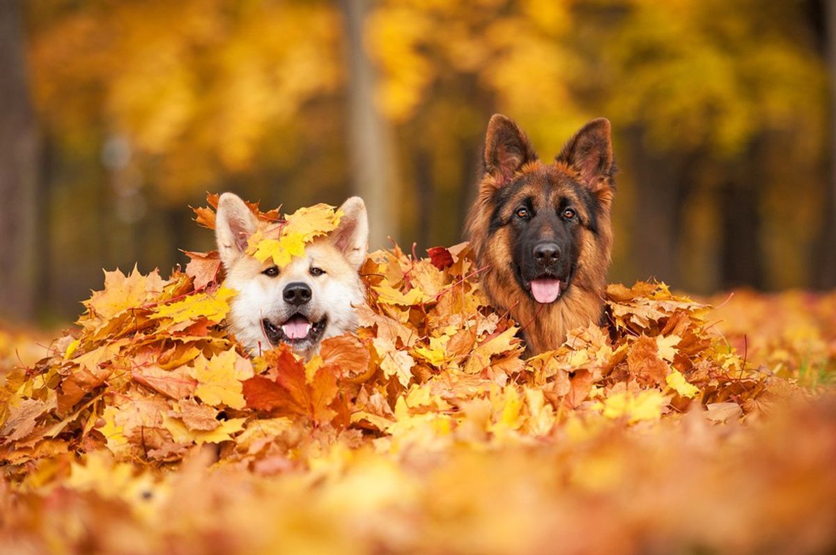 10 Reasons Why Autumn Is The Best Season