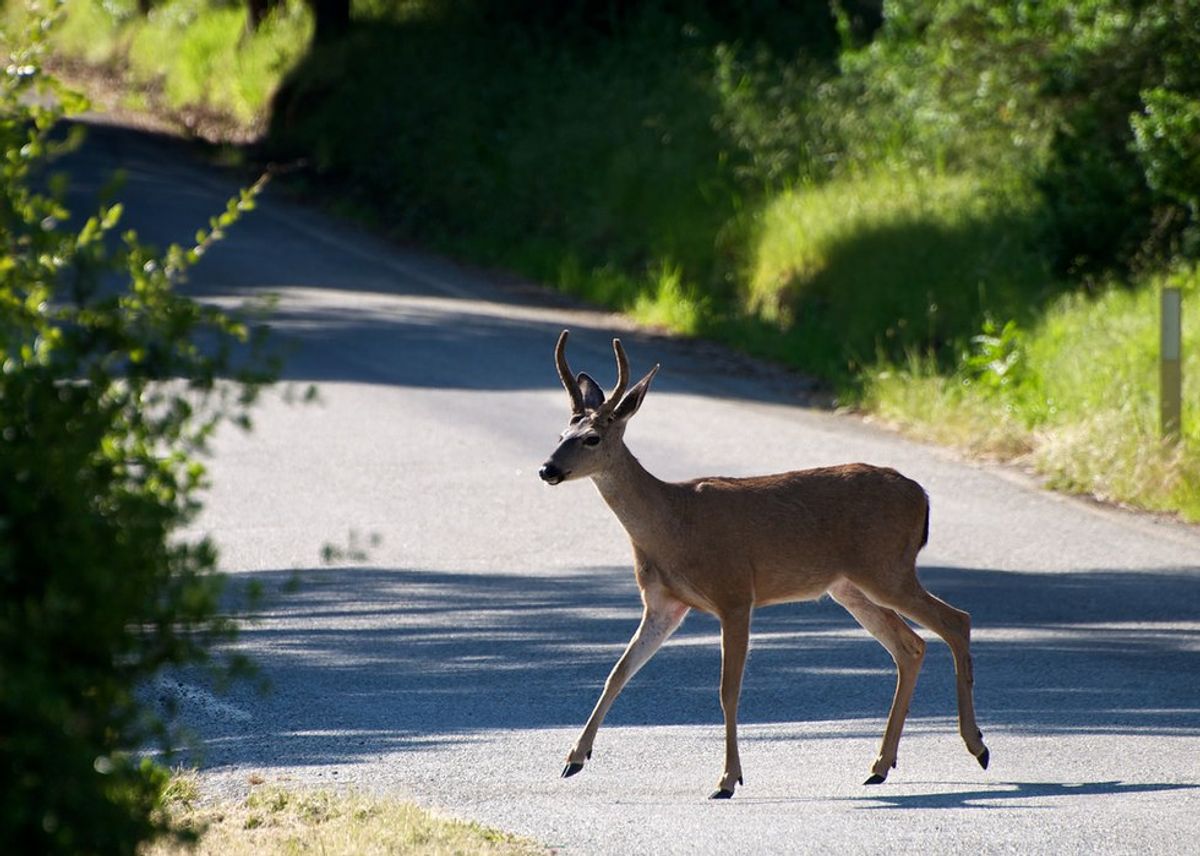 Why Deer Cause Car Accidents And How To Prevent It