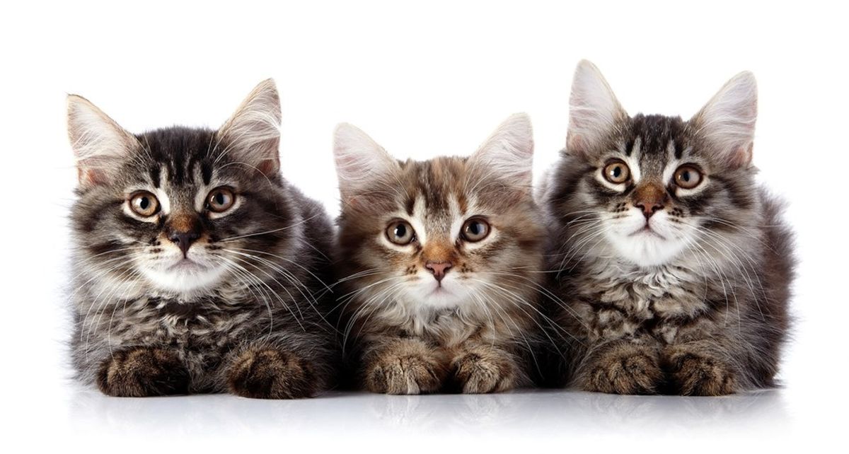 5 Reasons Cats Are Better Than Dogs