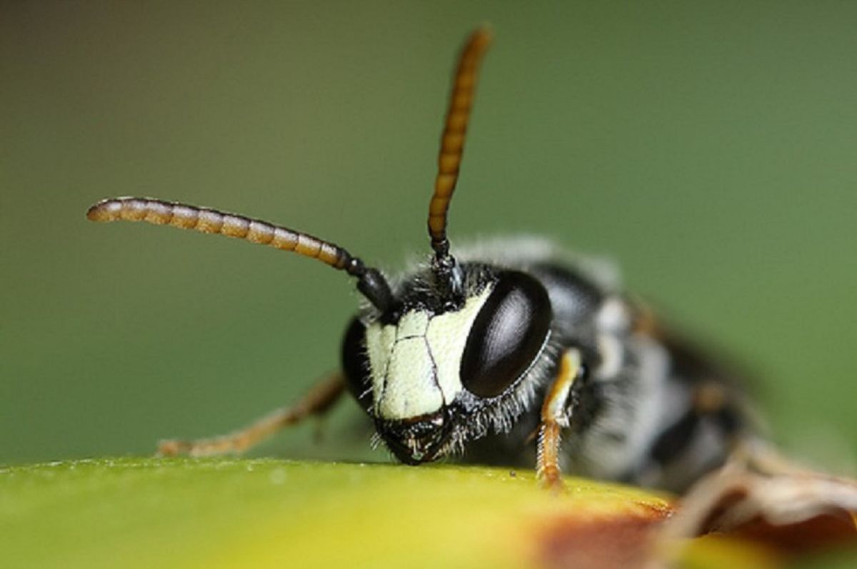 Yellow Faced Bee Declared Endangered In The U.S.