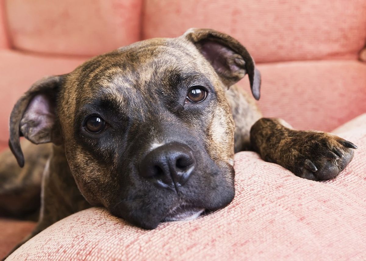 Making Sense Of Montreal's Pit Bull Ban