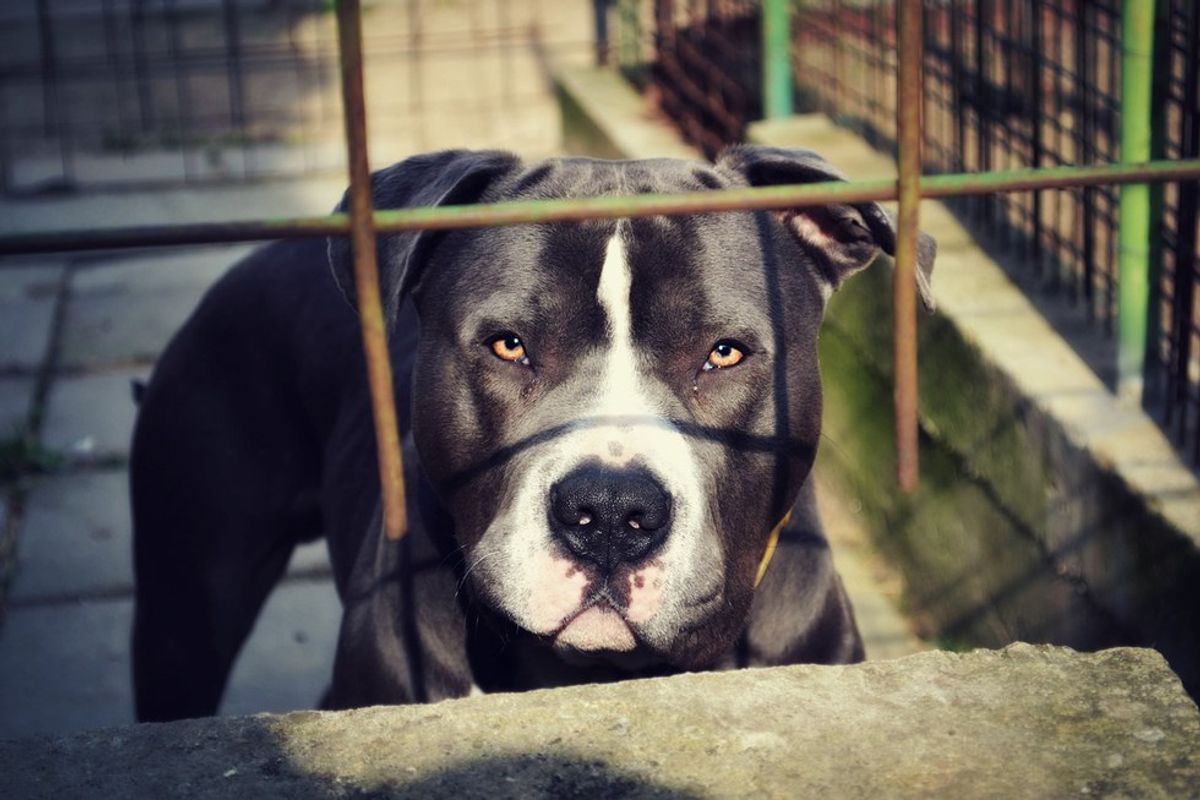 Why Banning Pit Bulls In Montreal Won't Accomplish Anything