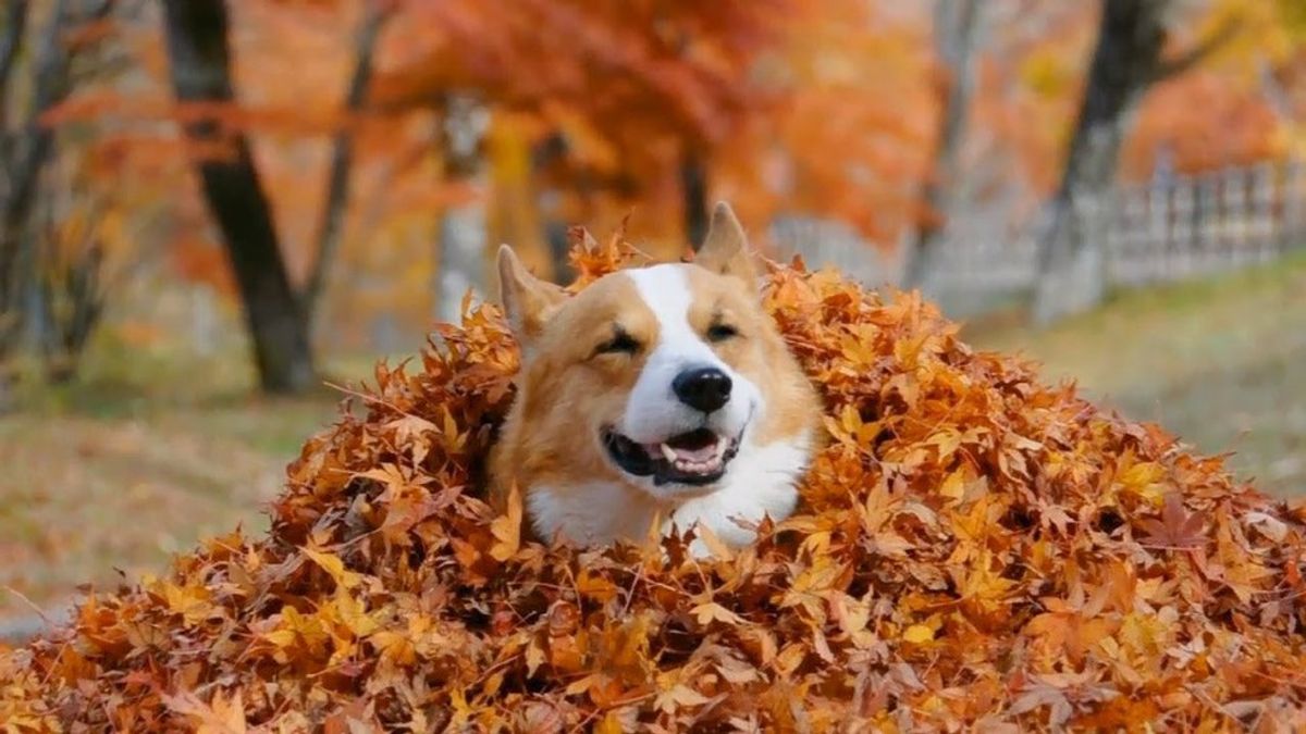 14 Things That Make Fall Great