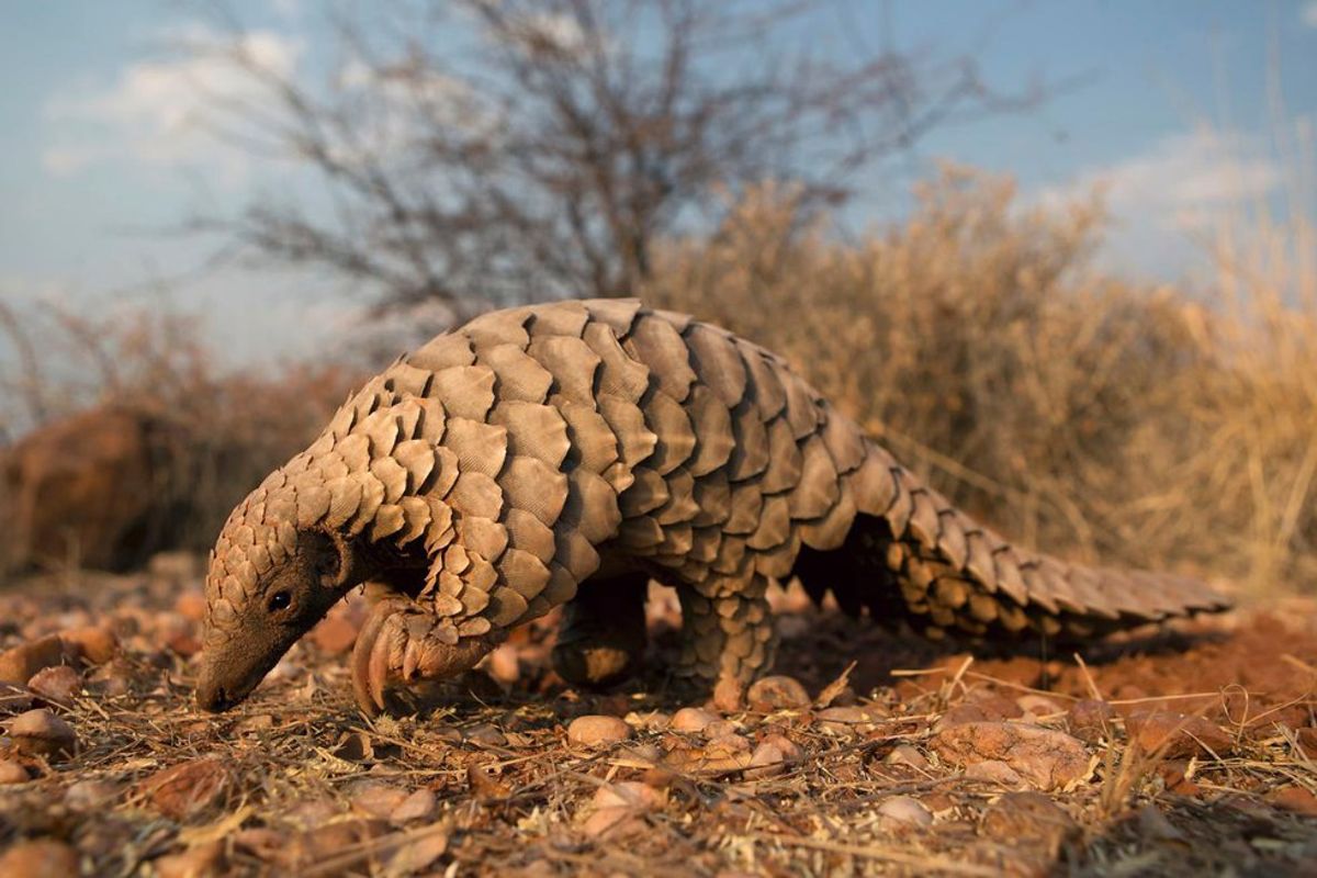 12 Reasons to Pay Attention to The Pangolin