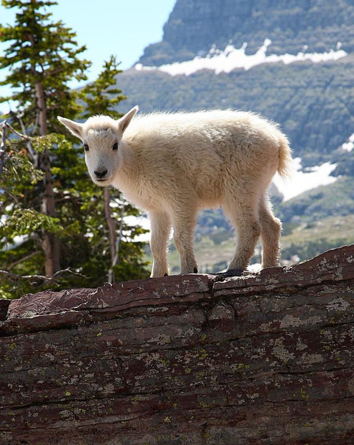 Once There Was A Clumsy Little Goat