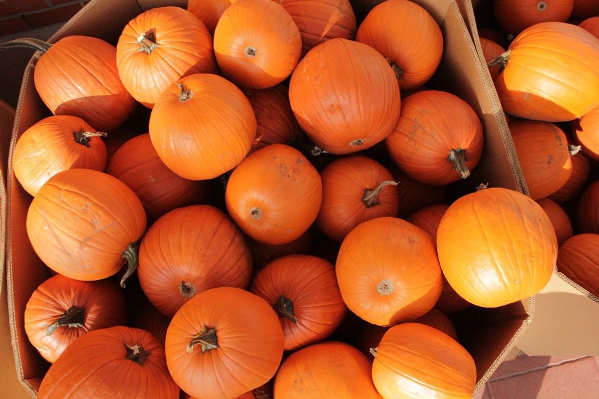 Why Everyone Should Love Pumpkins