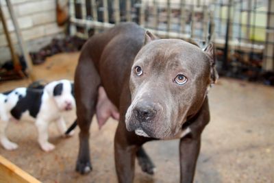 New Florida law will lift county bans on pit bulls starting in