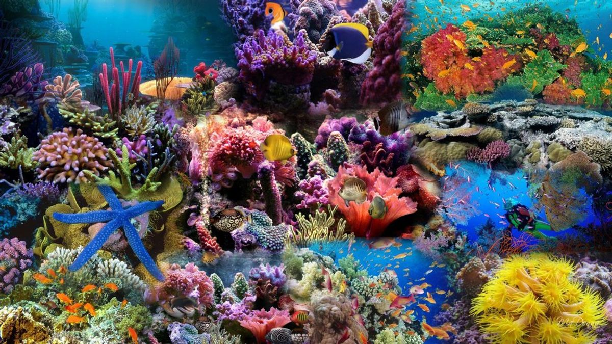 Coral Reefs -- The Walmart Of The Ocean