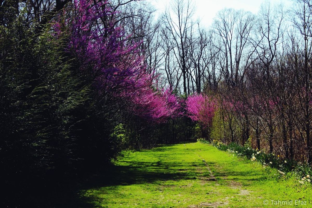 The Magnolia Blooms of Spring