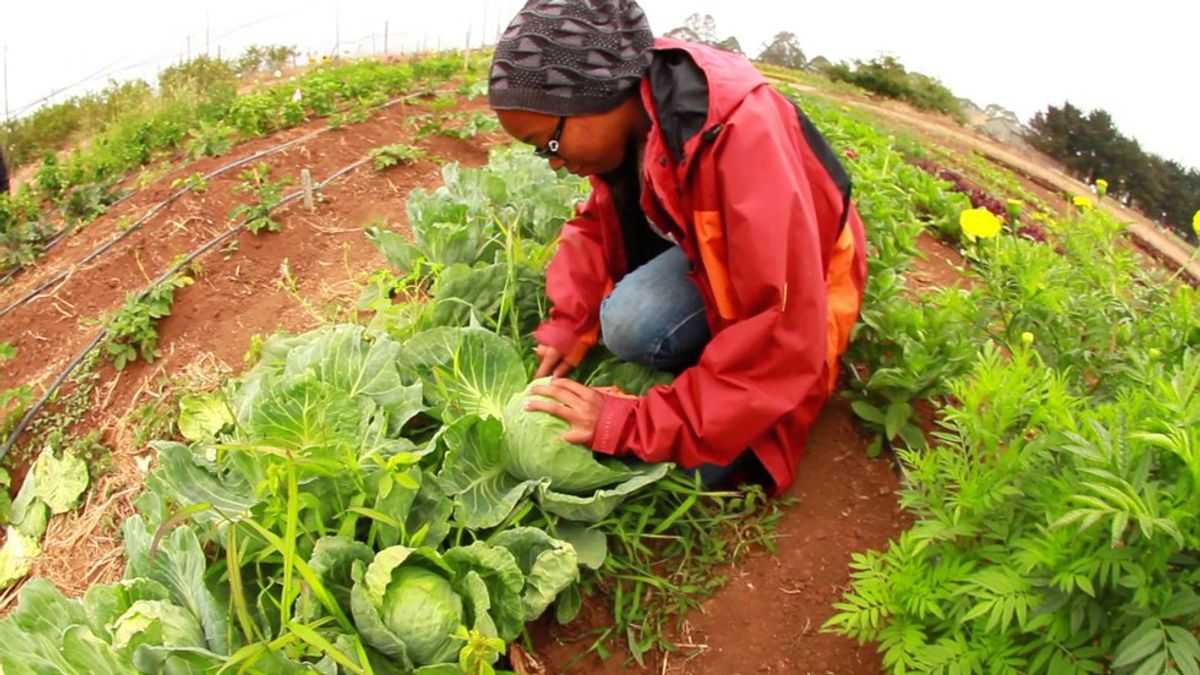 Exploring More On Food Justice In Baltimore