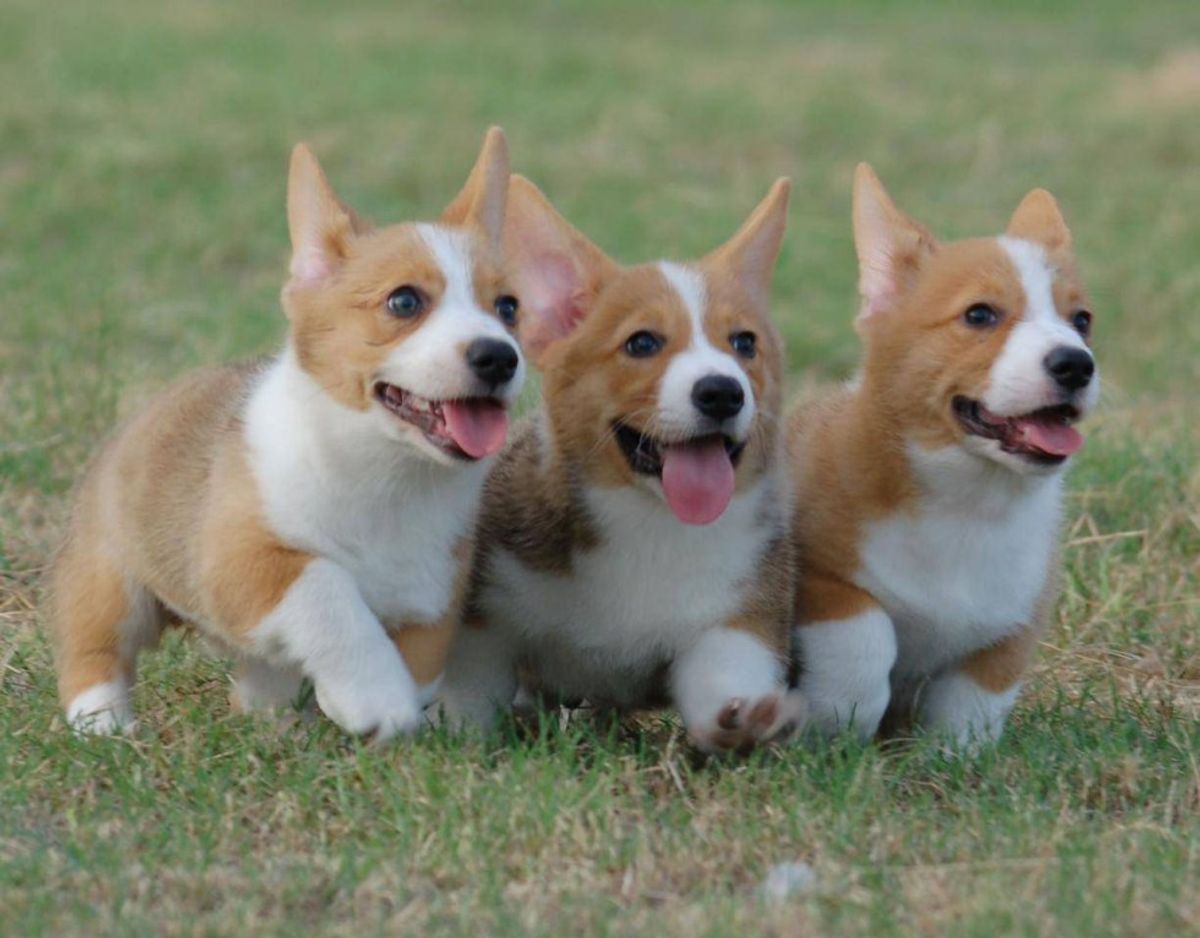 A Night Out As Told By Corgis