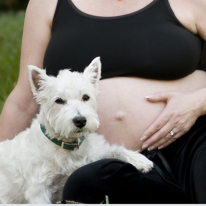 Pregnant westie sales