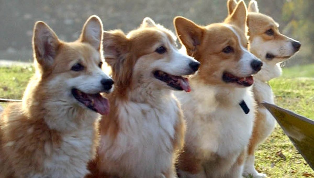 10 Reasons To Love Corgis