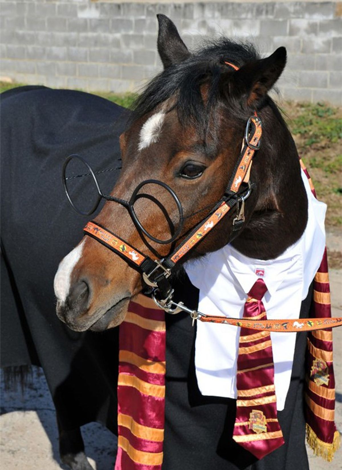 10 Animals That Are Way More Ready For Halloween Than You Are