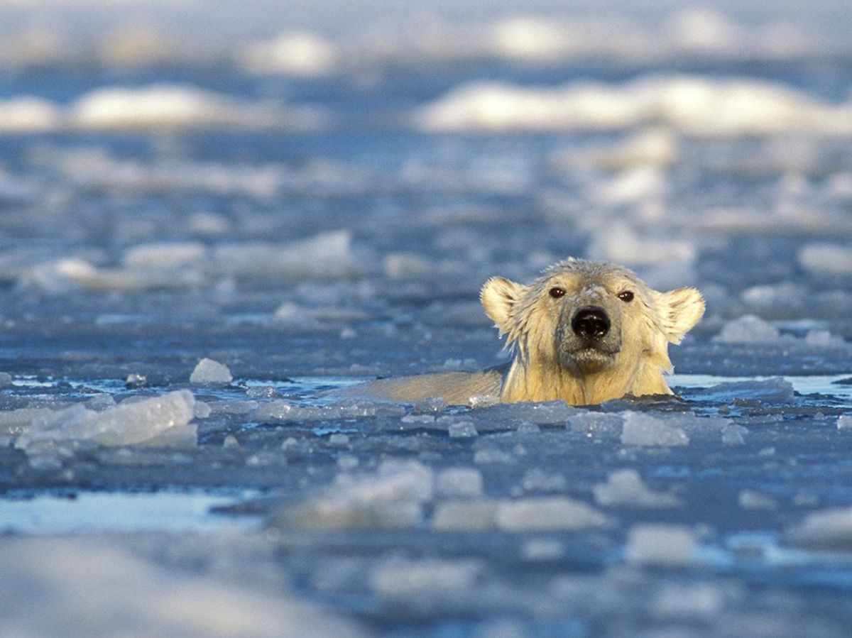 Shut Up About The Polar Bears