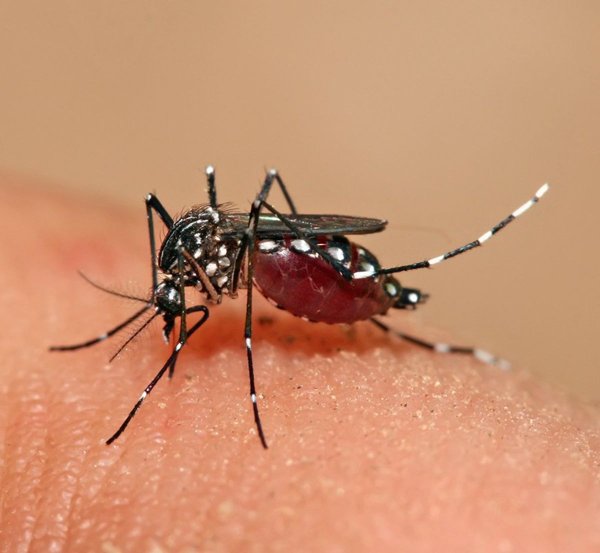 Neglected Tropical Diseases and a Vaccine For Dengue Fever