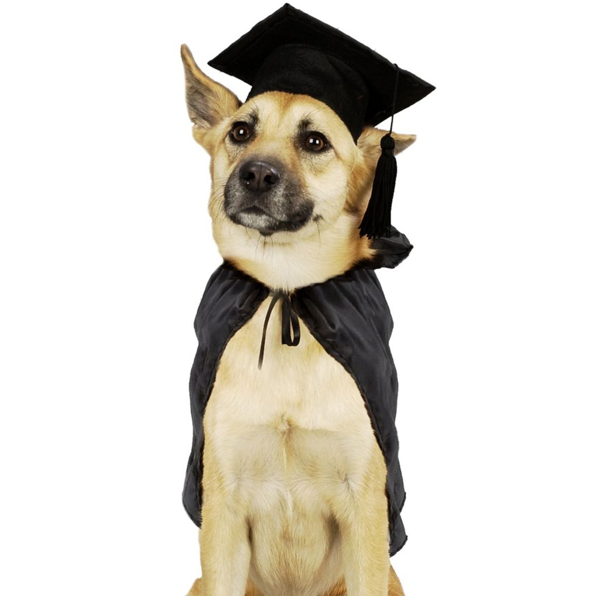 College As Told By Dogs