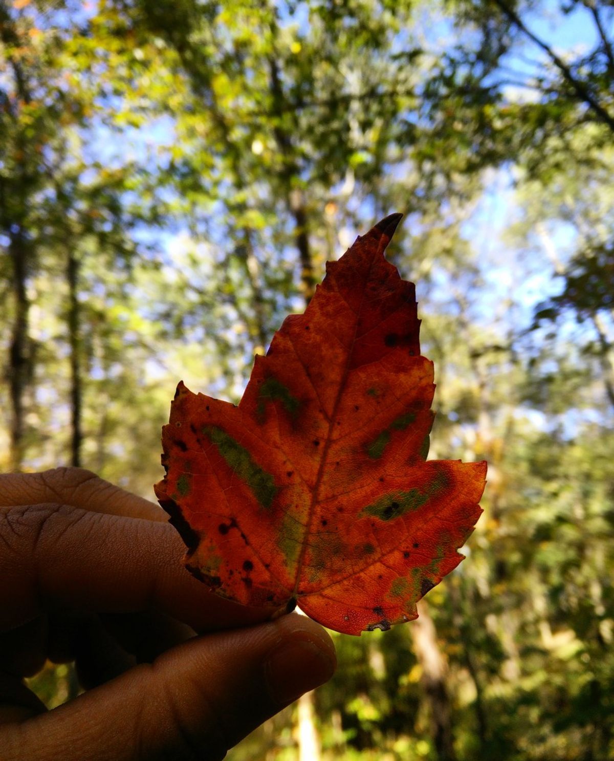 The Whispers Of Fall