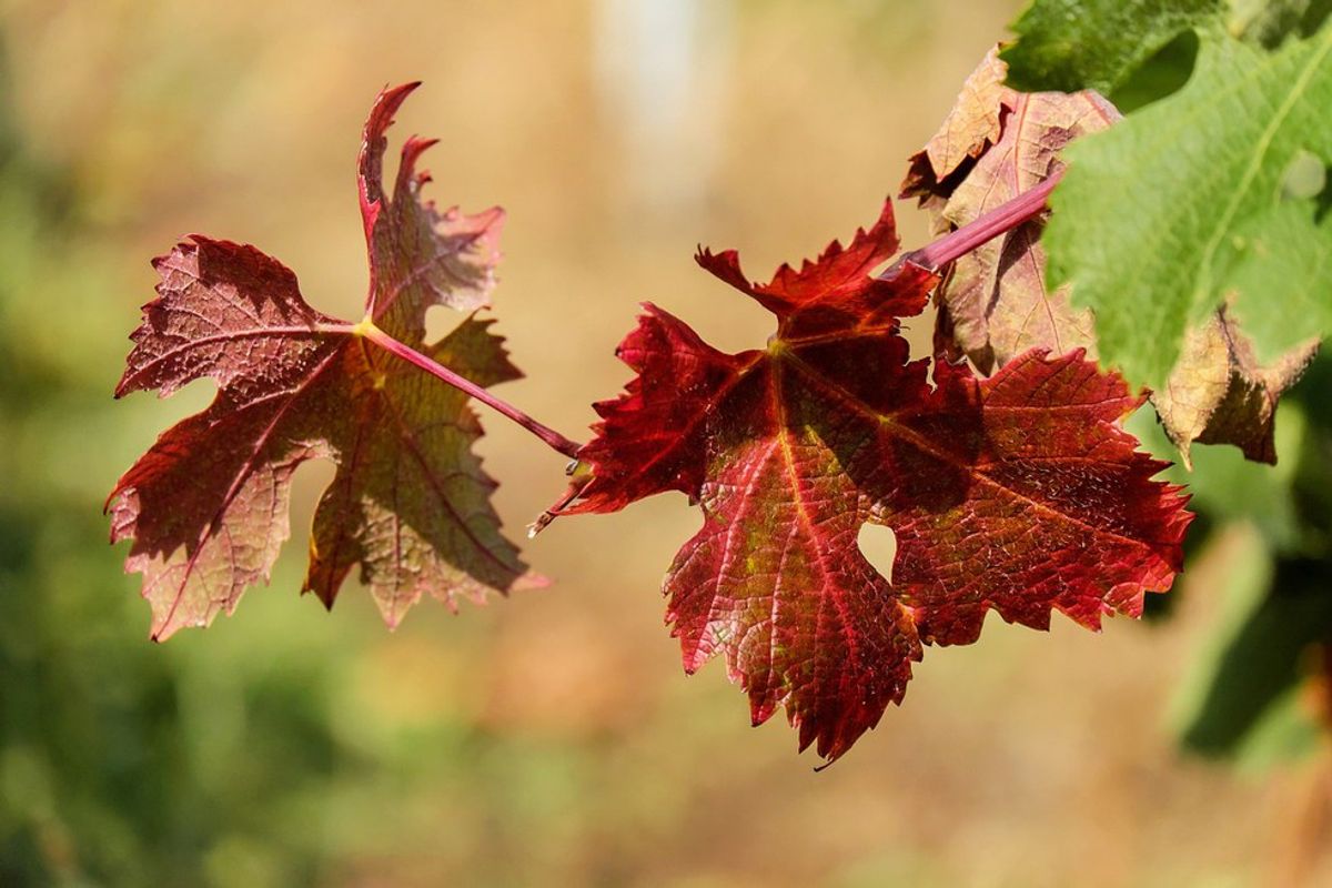 5 Signs It's Autumn