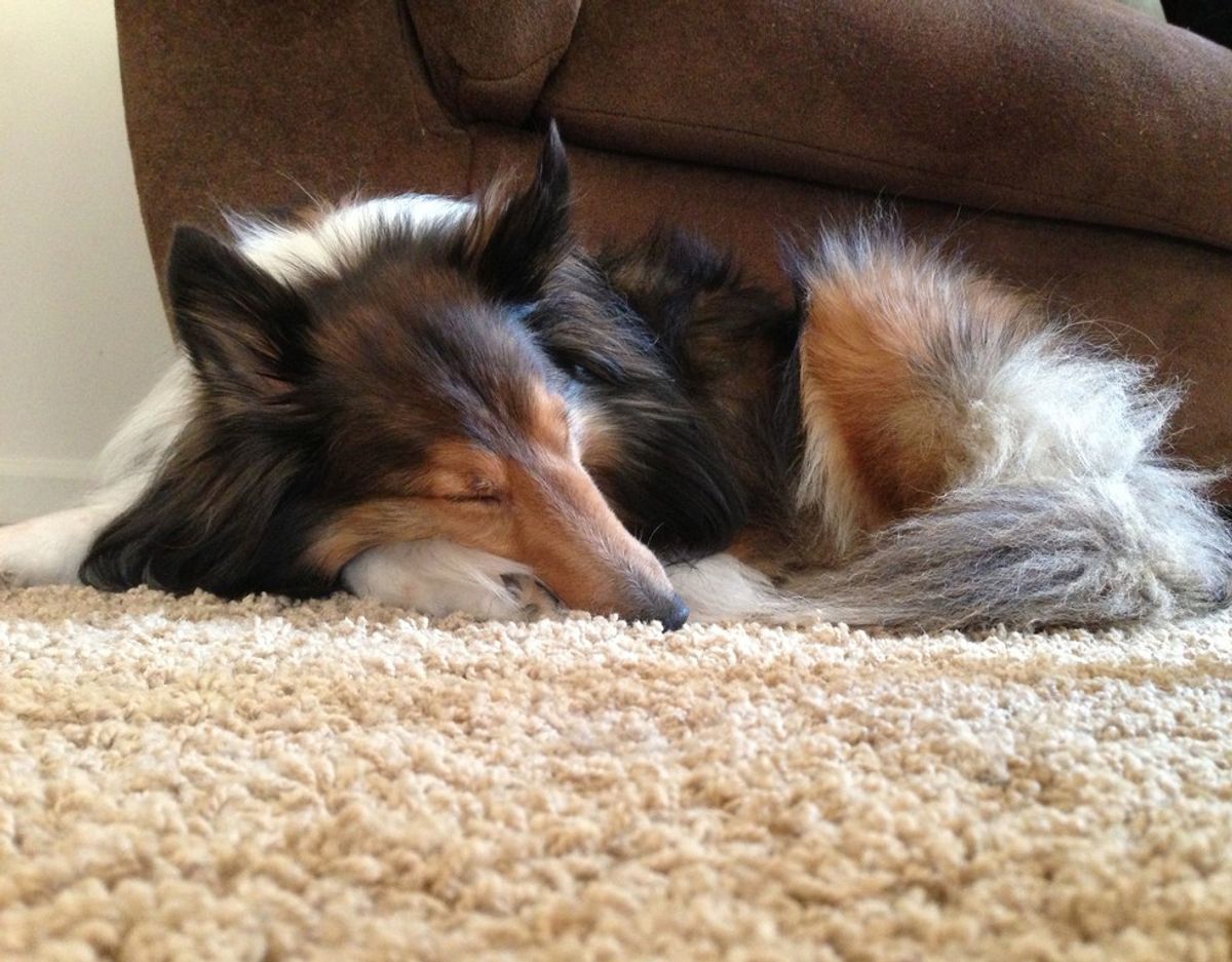 Meet Shiloh The Sheltie