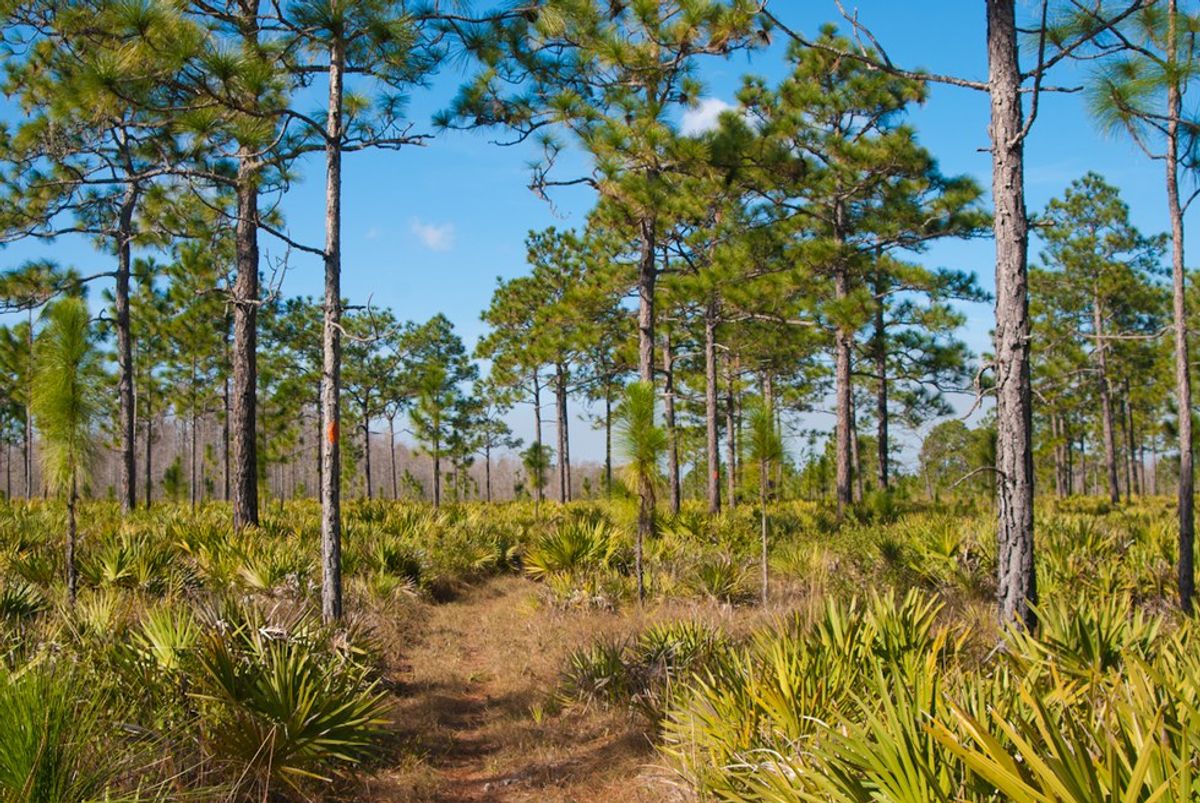 Florida=Everglades...Right?