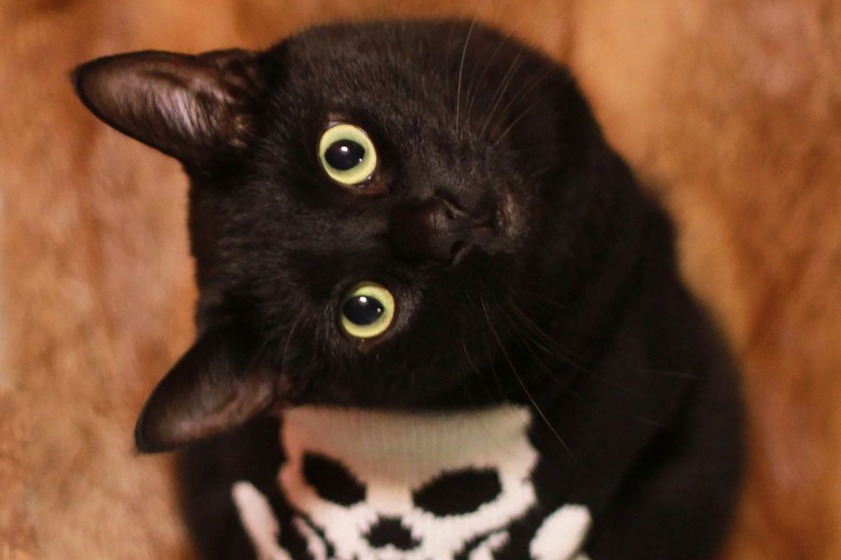 The 10 Cutest Costumed Kitties of Tumblr