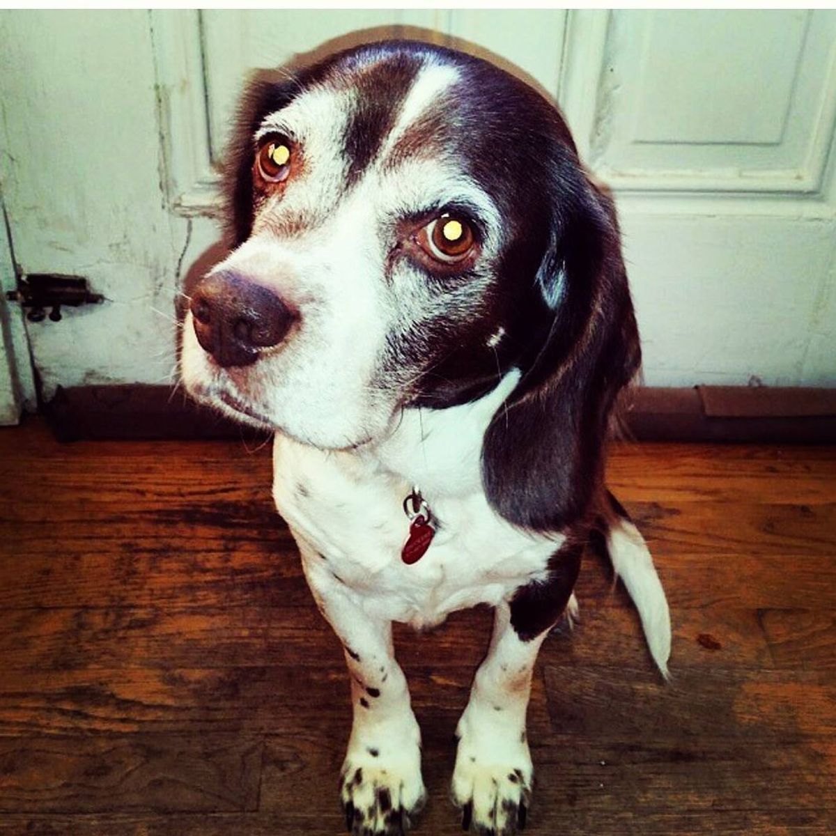 I Had To Say Goodbye To The Love Of A Beagle