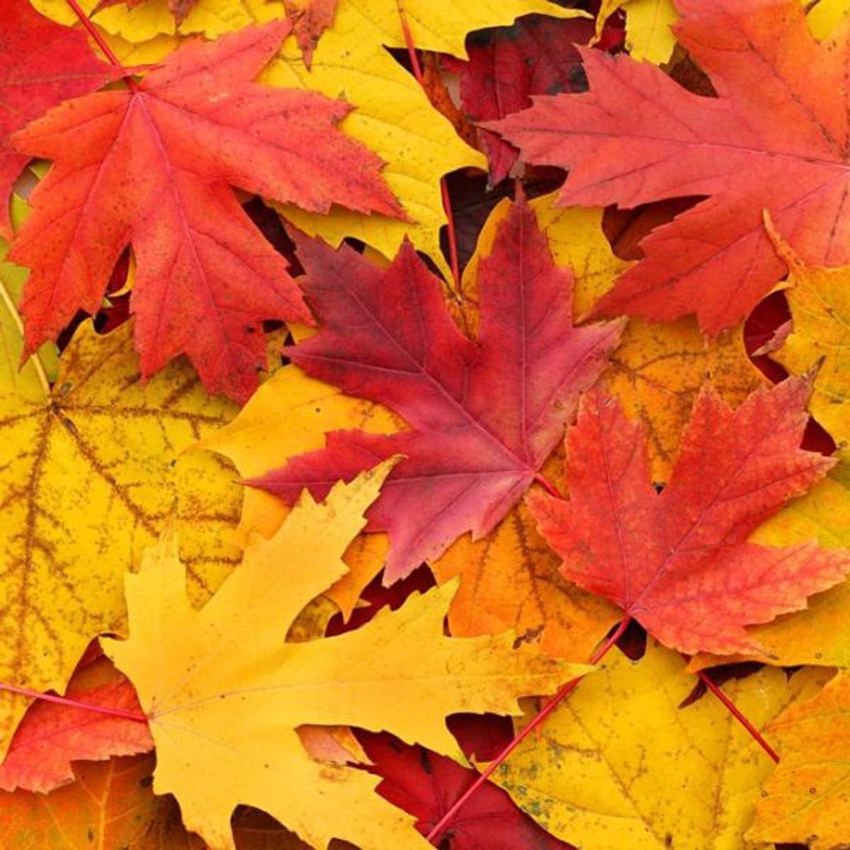 5 Reasons Why Autumn is Overrated