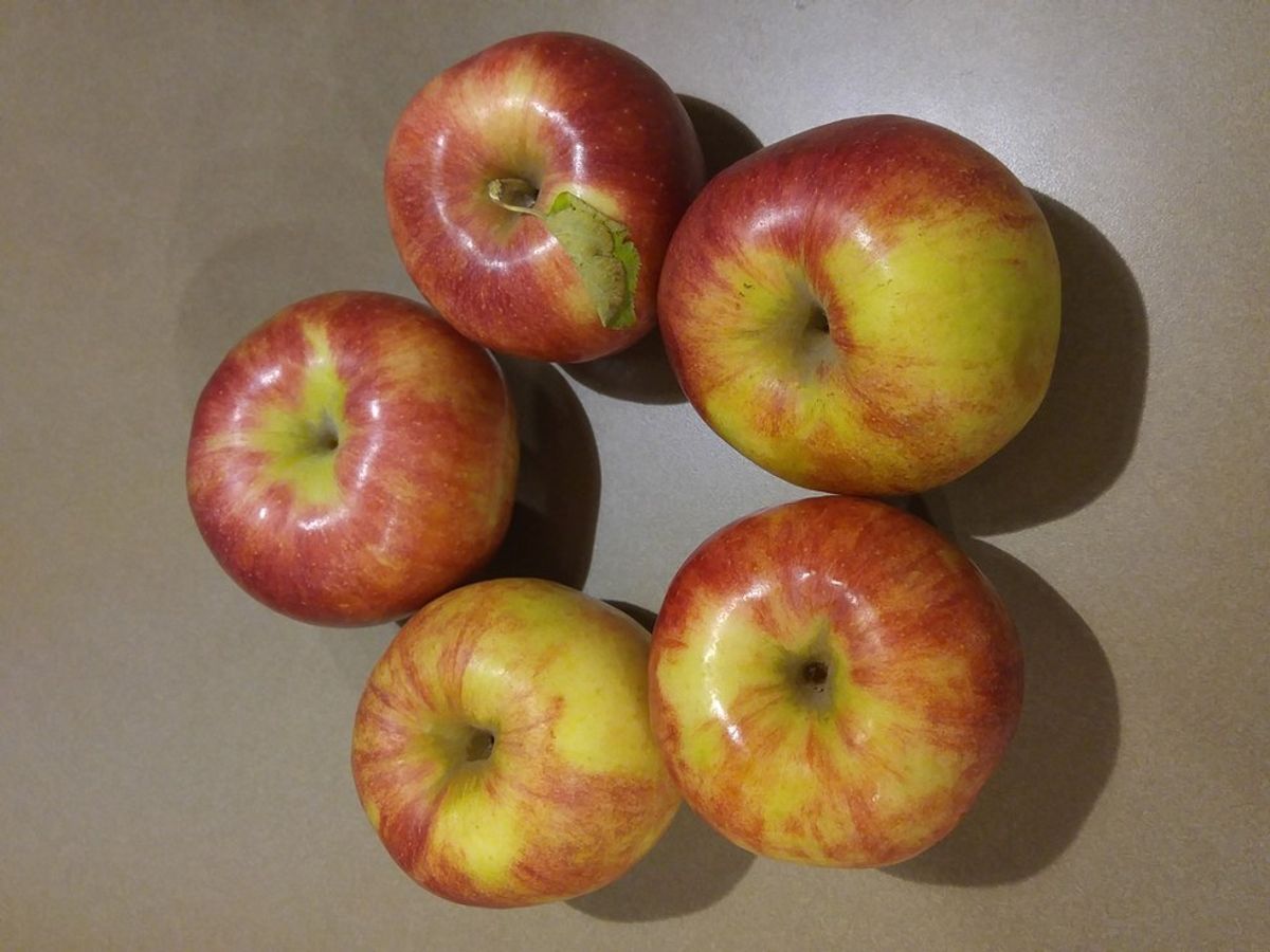 Apple Picking On A Farm