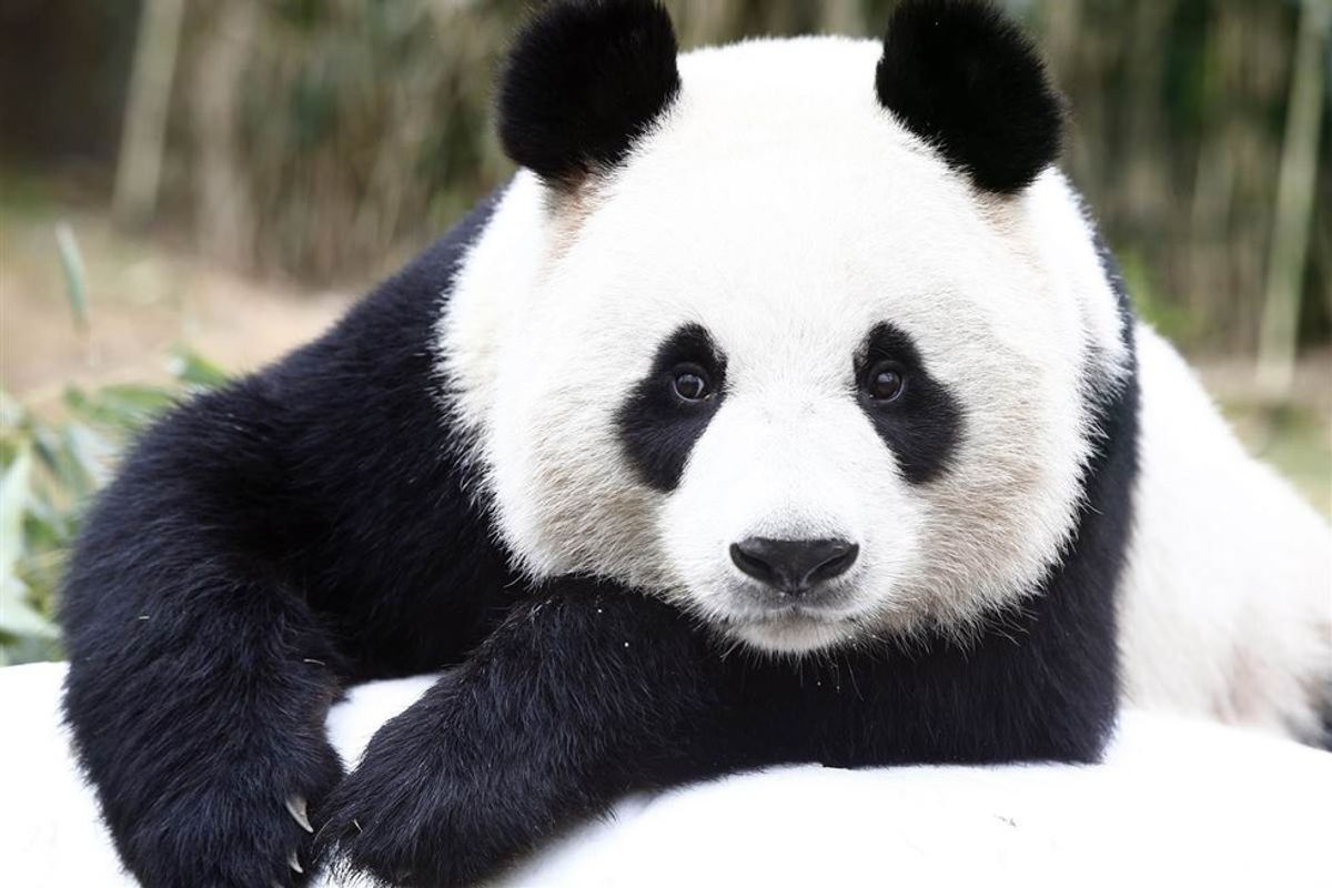 10 Stages Of Studying As Told By Pandas