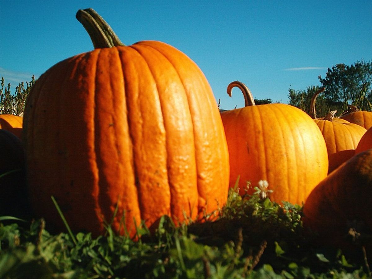 Pumpkin Carving 101: From A Design Students Point Of View