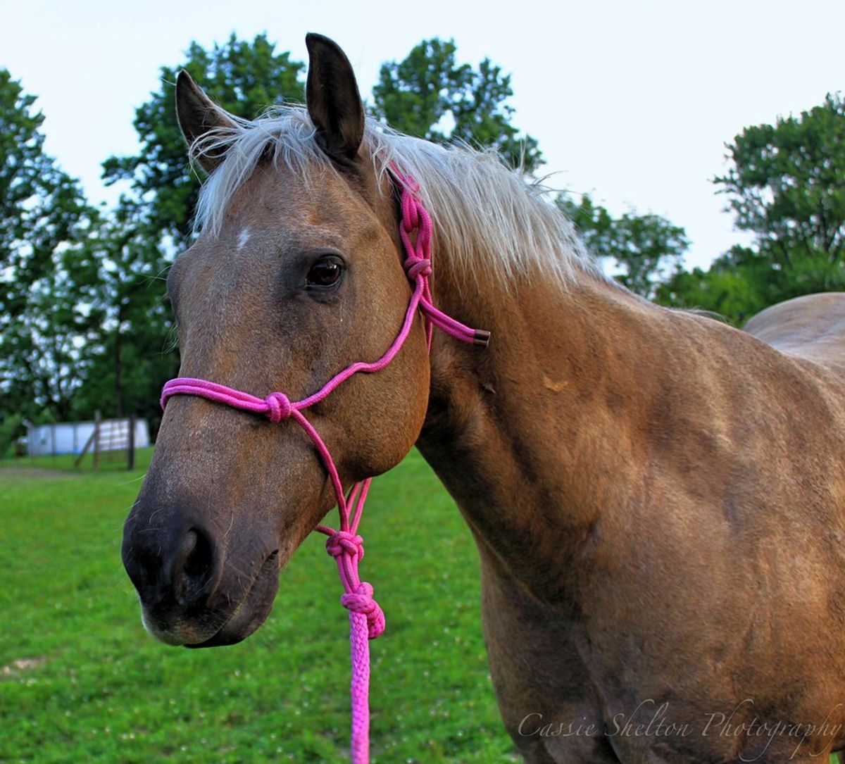 What Every Horse Owner Understands