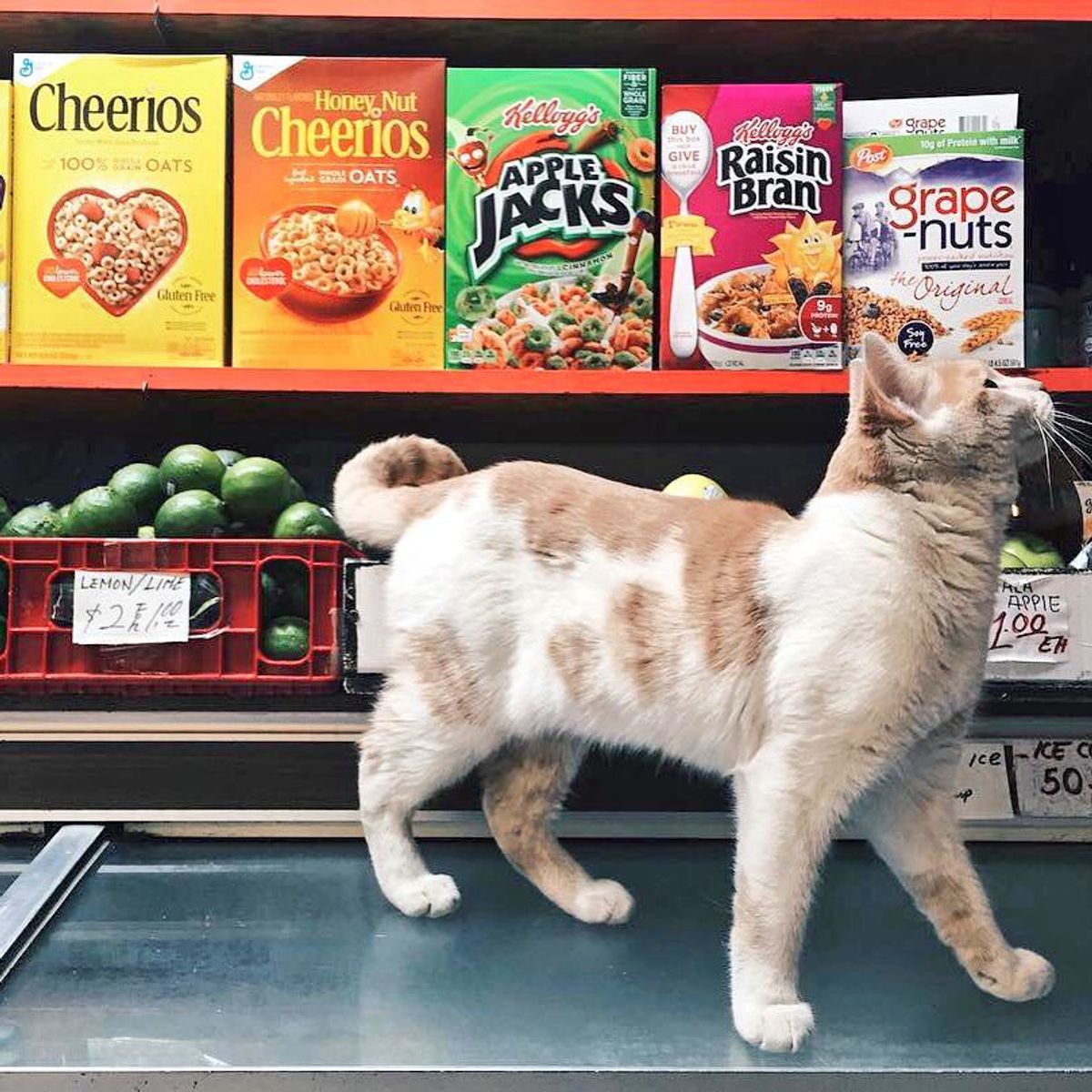 In Defense Of Bodega Cats