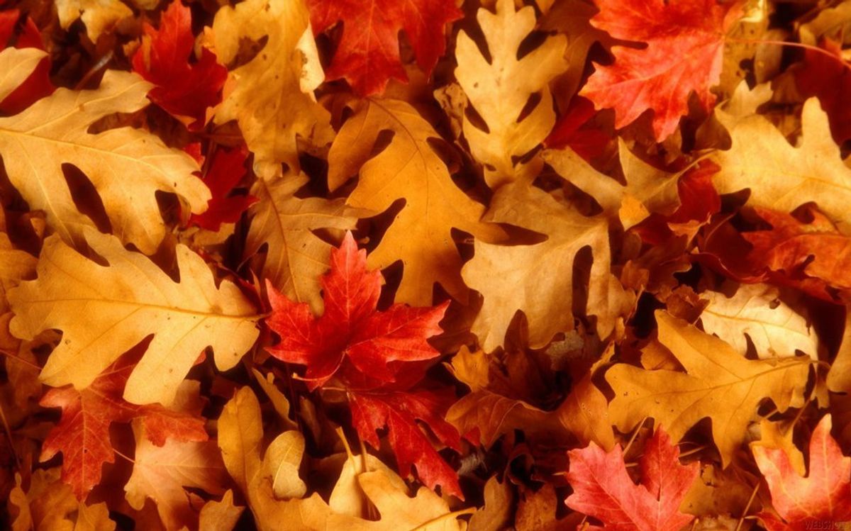 Why We Should Be More Like Leaves