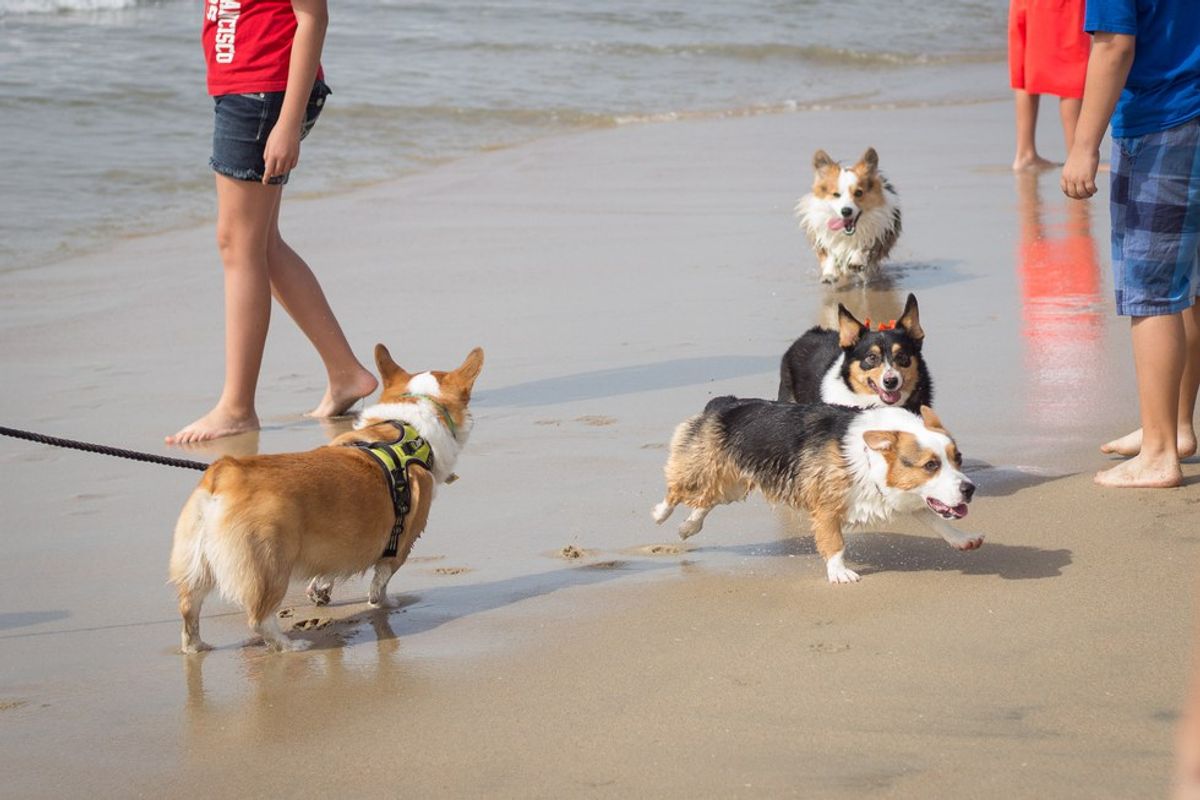 The Best Buddies Of Corgi Beach Day