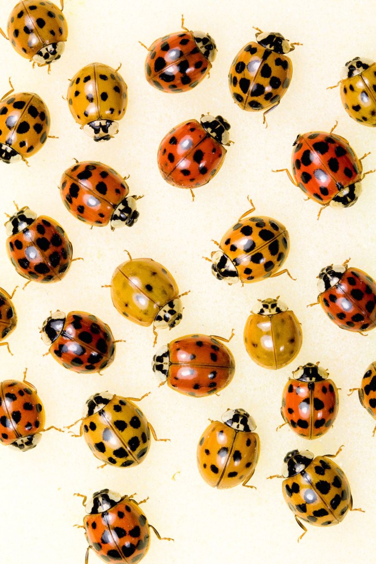 When Did Ladybugs Turn Yellow?