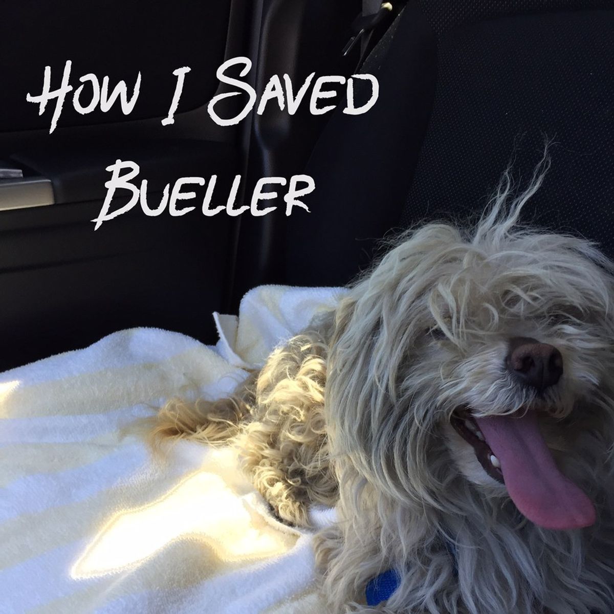 How I Saved Bueller