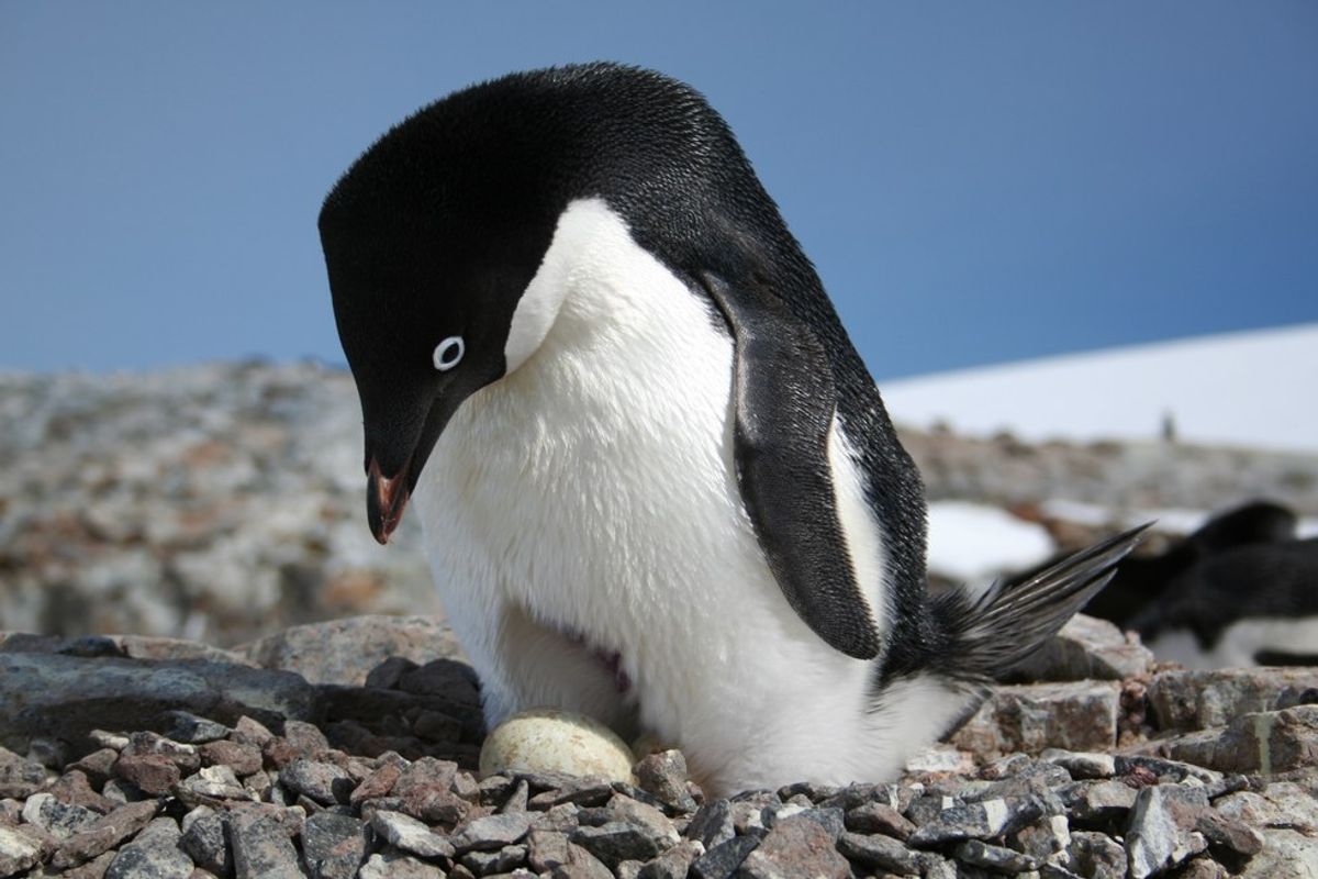 Citizen Scientists and NASA work to help Penguins