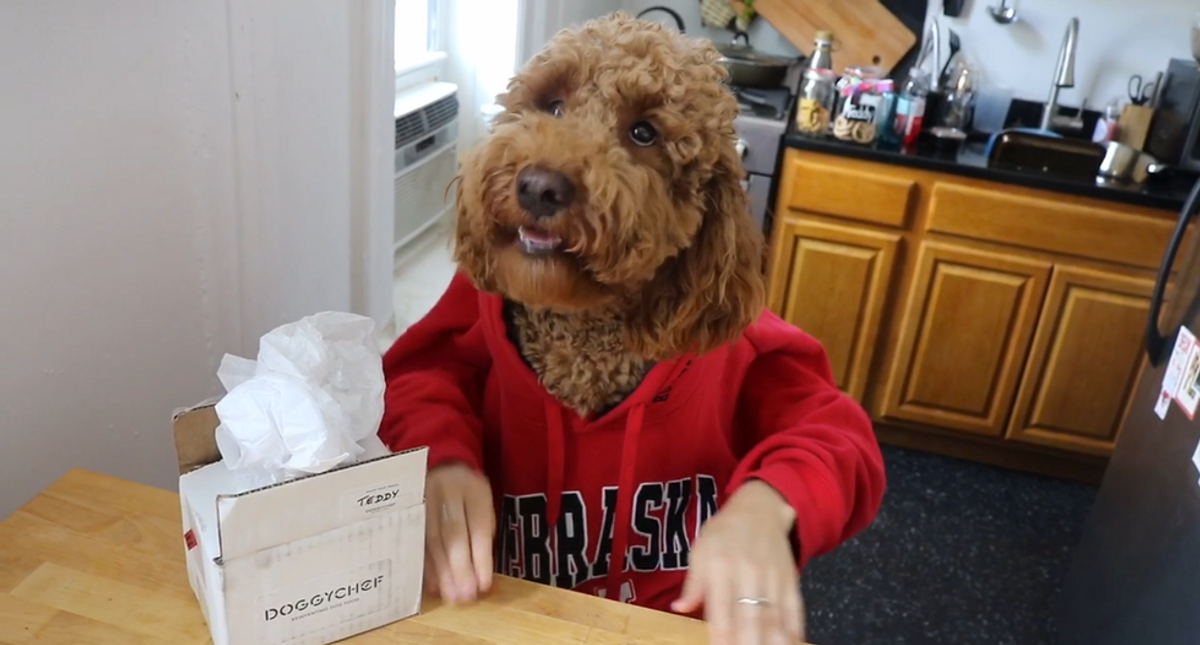 Goldendoodle Dine And Dance