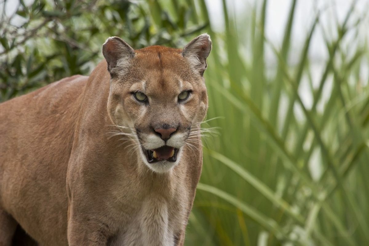 Florida's Flora and Fauna